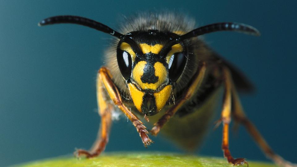 Aggressive hvepse har stukket flere end 150 personer på festival. Arkivfoto