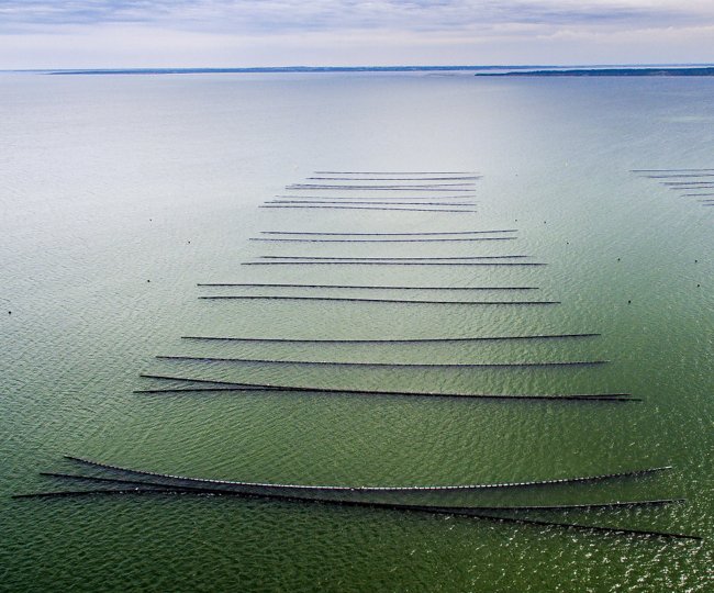Et firma på Mors, der vil etablere smartfarmanlæg i Kås Bredning, er indstillet til FLAG-tilskud fra LAG Thy-Mors. Arkivfoto: Peter Mørk