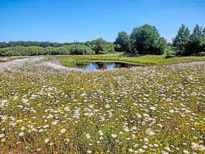 I Vebbestrup summer regnvandsbassinet allerede af liv. Det samme kommer til at gælde for de øvrige godt 40 regnvandsbassiner rundt omkring i Mariagerfjord Kommune. Privatfoto