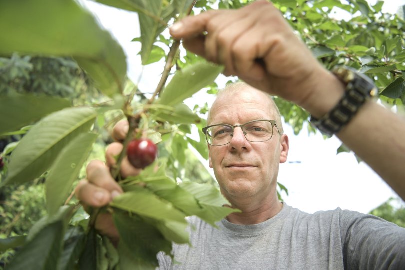 Per Molberg har mistet en stor mængde kirsebær fra sin frugtplantage ved Hobro. Foto: Claus Søndberg