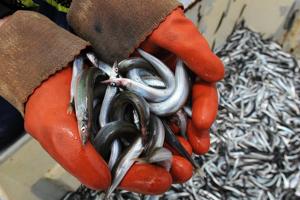 Fiskere træder vande: Brexit kan afskære danske fartøjer fra vigtige fiskepladser
