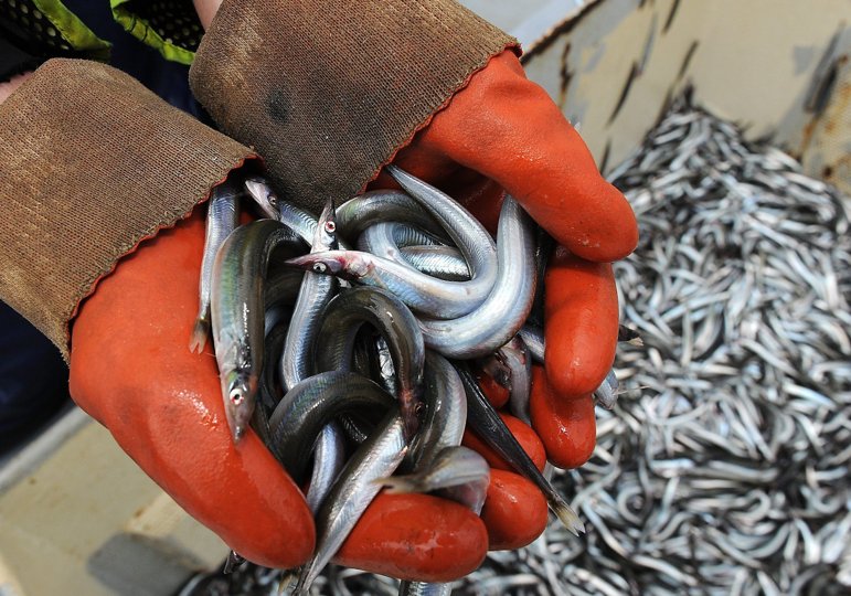 Fiskeriet efter tobis er åbnet, men kvoterne er lave ligesom kvoterne på brisling. Det er et problem både for fiskeriets indtjening og for fiskemelsfabrikkernes adgang til råvarer, siger Jan Hansen.