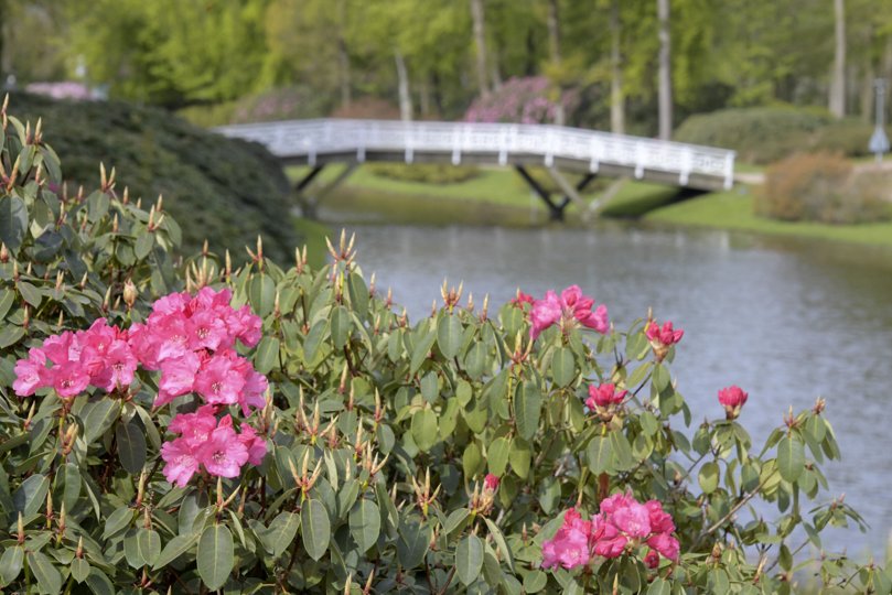 Rhododendronparken i Brønderslev står smukt, når blomsterne i løbet af maj springer ud. Restauranten Hedelund var placeret i parken, men i maj 2018 brændte den ned til grunden, og siden har der været arbejdet på at genopføre den. Men placeringen har givet en heftig debat. Arkivfoto: Henrik Louis