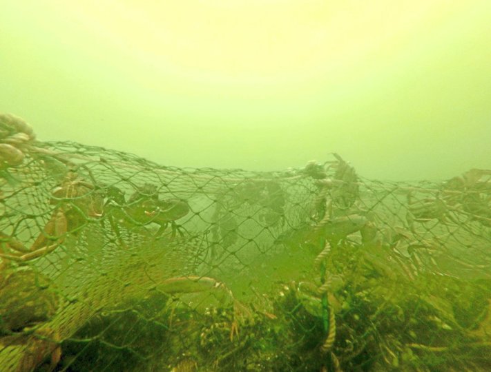 Mange hummere, krabber og fisk i Limfjorden ender deres dage i de såkaldte ”spøgelsesnet” på bunden af fjorden. Foto: Jesper Appel, Appel Adventure.