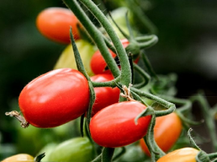 Økologisk gødning har vist sig at indeholde ukrudtsmiddel - gift - der kan tage livet af tomatplanter. Arkivfoto: Nicolas Cho Meier