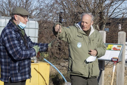Knivholt Æblelaugs Bjarne Jørgensen (til venstre) og Frederikshavn Kommunes naturvejleder Bo Storm plantede i fællesskab det allerførste af de 100 frugttræer. Foto: Henrik Louis <i>Foto:Henrik Simonsen</i>