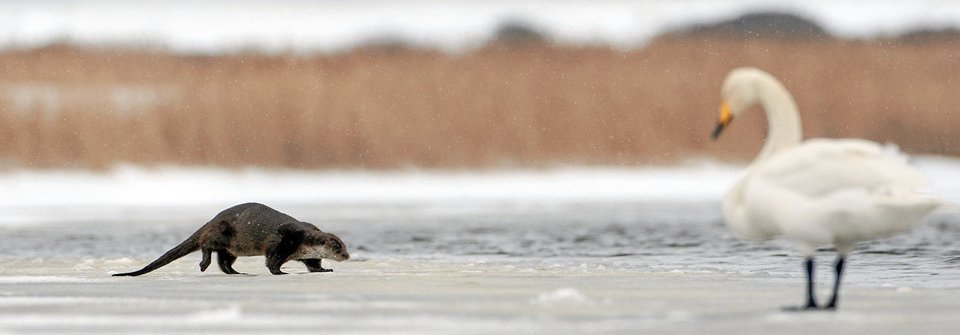 Der er masser af natur på Agger Tange, selv om den bliver kunstigt vedligeholdt, påpeger Bo Fink. Her har naturfotografen Jens Kristian Kjærgaard fra Bjergby på Mors fanget en odder og en svane i linsen en vinterdag på tangen.