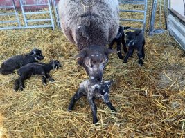 Usædvanlig fødsel i Nordjylland: Familien fik fem sorte får