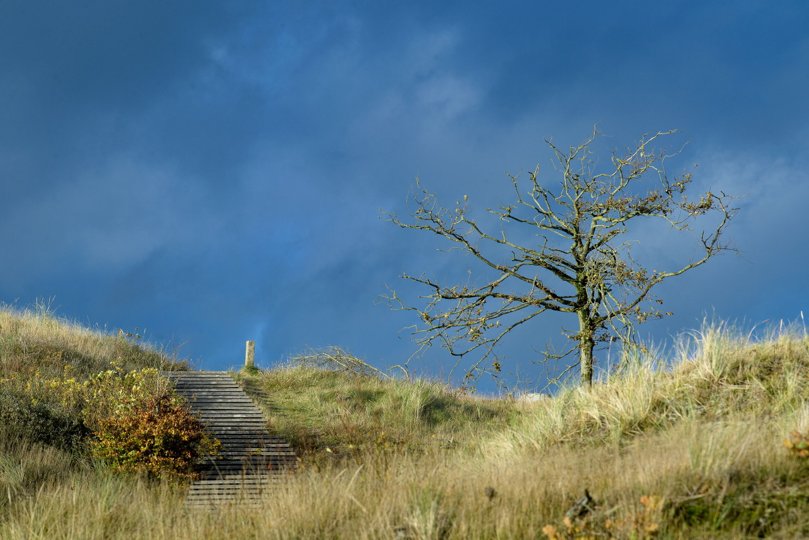 Sidste år sagde Thisted Kommunalbestyrelse nej til en naturnationalpark på statens arealer i Nationalpark Thy. Nu er kommunalbestyrelsen repræsenteret i en projektgruppe, der skal arbejde for det projekt, den er modstander af - men det handler om indflydelse. <i>Bo Lehm</i>
