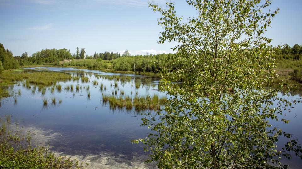 Det er i Naturnationalpark Gribskov, at den sjældne type mos er fundet. (Arkivfoto). <i>Miriam Dalsgaard/Ritzau Scanpix</i>