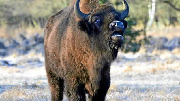 Bison er det største landlevende pattedyr i Europa. Foto: Aage V. Jensens Fonde, Jan Skriver