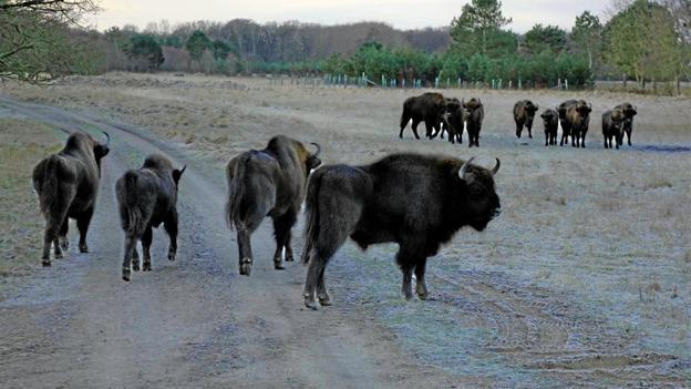 Der er nu 16 bisoner i Tofte Skov. Foto: Aage V. Jensens Fonde, Jan Skriver