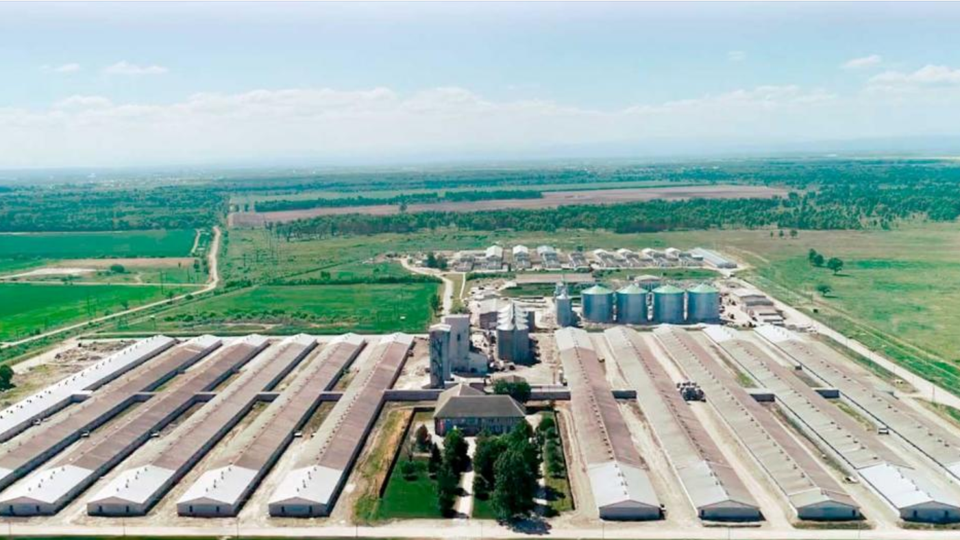 Den nordjyske farm i Ukraine er, efter danske forhold, meget stor. Her har de 6000 hektar landbrugsjord og producerer 200.000 slagtesvin om året. Foto: Zythomir Holding