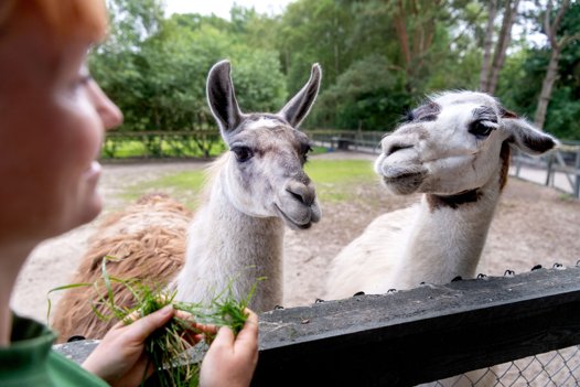I Hobro Mini Zoo kan I både se æsler, kænguruer, lamaer, silkeaber, emuer, minigrise og mange flere dyr. Foto: Torben Hansen