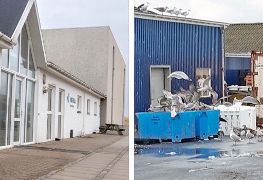 Se fotos: Fabrik får bøder for dårlig rengøring og skadedyr