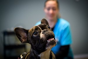 Den franske bulldog Wilma blev fejlopereret: Fysioterapi fik hende tilbage i topform
