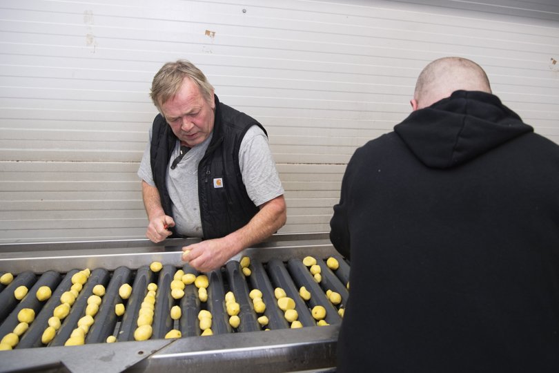 Per Lassen har i 26 år skrællet de kartofler, han avler på sine marker.