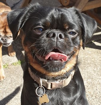 Ozzy - her med far Gizmo i baggrunden. Privatfoto