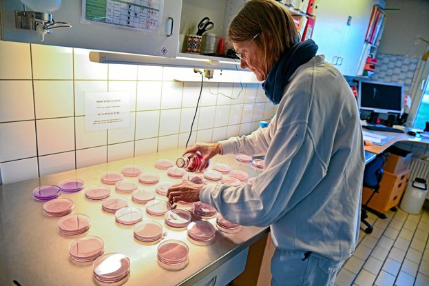 Isprøver fra Zombie, Lynstang og Kæmpe Solbær får et skvæt lille vækstsubstral og sættes efterfølgende i varmeskab for at holde kontrol med bakterier og kimtal. Foto: Ole Iversen Ole Iversen