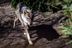 Jagthund i kamp med ulv: - Pas på jeres hunde