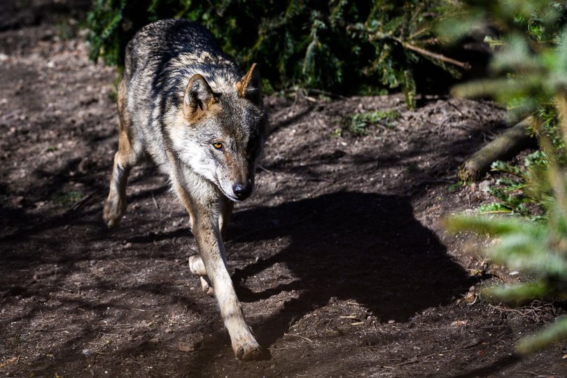 Ulven her er fra Københavns Zoo. Arkivfoto: Ida Marie Odgaard/Ritzau Scanpix <i>Ritzau Scanpix</i>