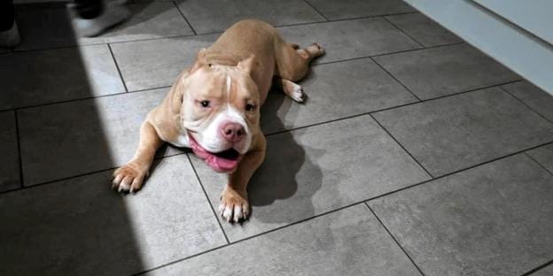 Boss er af racen American Bully, som ikke anses for at være aggressiv. Og Boss er slet ikke en strejfer. Privatfoto.