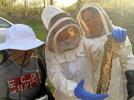 Hjælp naturen - bliv biavler!