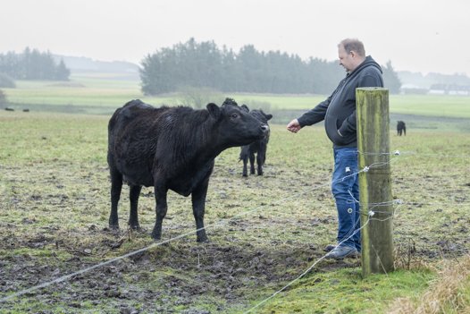 Der er pt 22 af de store, rolige, sorte køer, og der kommer ofte kalve til. Der er også mange andre dyr på gården, som gæsterne på bondegårdsferie kan nyde at se på. Foto: Bente Poder
