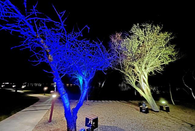 Træer i Nykøbing er oplyst i de ukrainske farver. Privatfoto