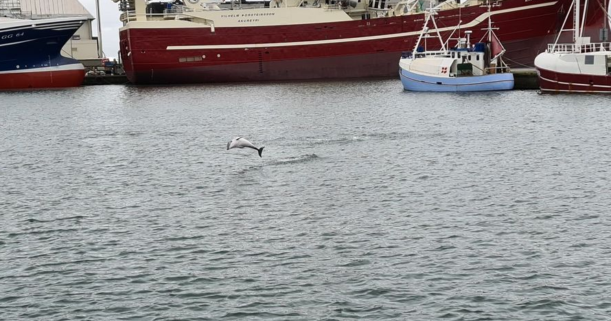 Delfinen sprang op ad vandet lørdag omkring middag. Foto: Jens Broberg Petersen