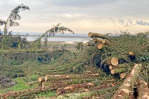 Hvor blev træerne af: Politiker kritiserer museets træfældning