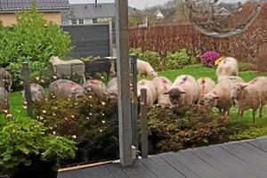 Ulden invasion: - Hallo søde, der står 20 får og æder vores villahave !