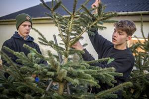Emil og Jacob sælger juletræer som hobby: 97 træer fra deres firma pynter i Hobro