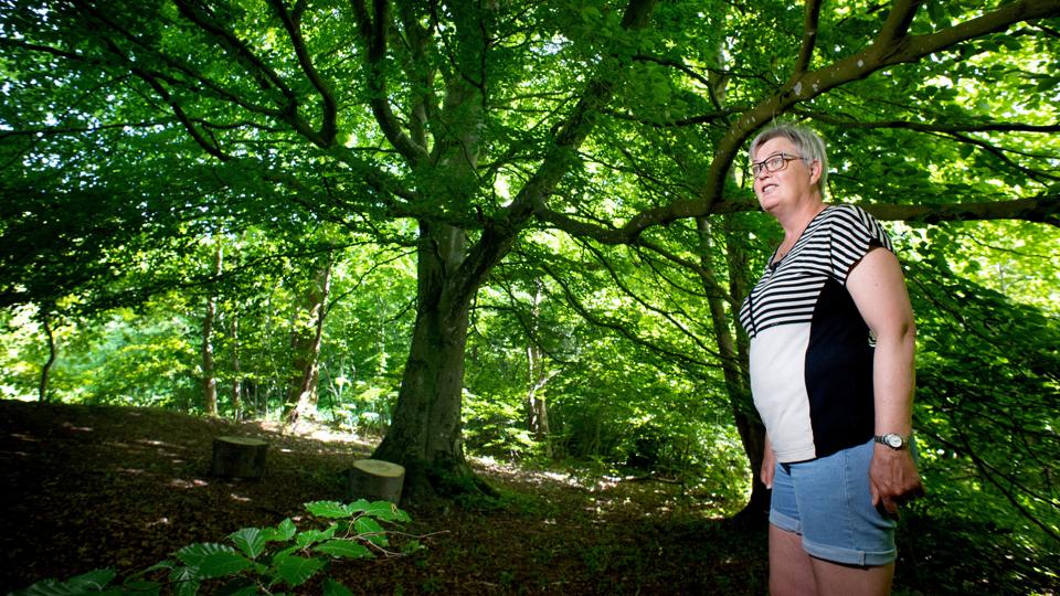 En gammel bredskuldret bøg har fået rollen som fortælletræ i Blæres fremvoksende park, der mest handler om bevægelse. Men der er også plads til nærvær, historier og at lade sig fortrylle af naturen, viser Elsebeth Skadhauge. Foto: Torben Hansen