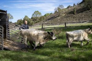 Naturlig pleje af naturen: 150 får og 10 kreaturer udsat i Rebild Bakker