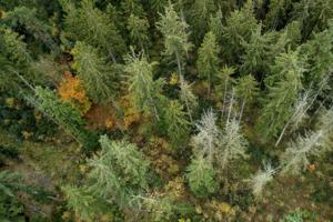 Det står sløjt til med skovplantning: Skovforening kræver, at landmænd omlægger marker til skov for at nå klimamål