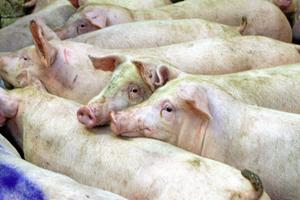 Hvornår lugter det for landligt: Lugt af gris bliver en politisk sag