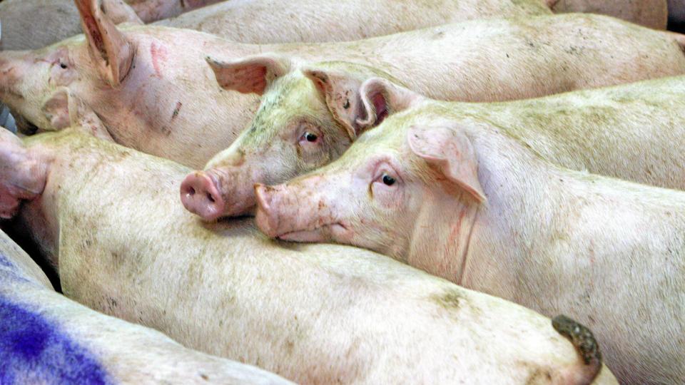 Det luger af gris på landet, men der er grænser for, hvor meget det må lugte hos naboerne til en svineproduktion. Derfor er der afstandskrav, som skal overholdes.Arkivfoto