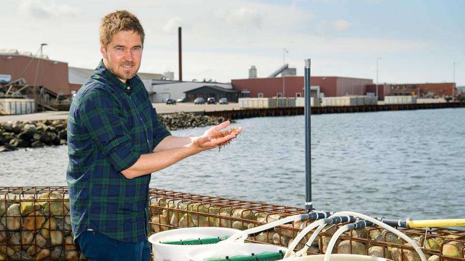 Peter Søndergaard Schmedes er glad for, at han trods den afsluttede ph.d. kan fortsætte sin forskning på Dansk Skaldyrcenter i Nykøbing. Foto: Bo Lehm