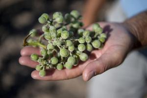 Som dug for solen: Frygtet plantesygdom truer årets druer hos lokal vinavler