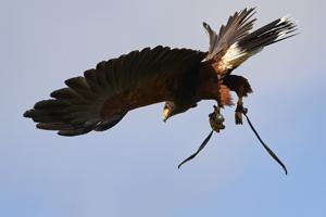 På mågejagt med rovfugle i Aalborg: Hunter og tøserne er mågernes skræk