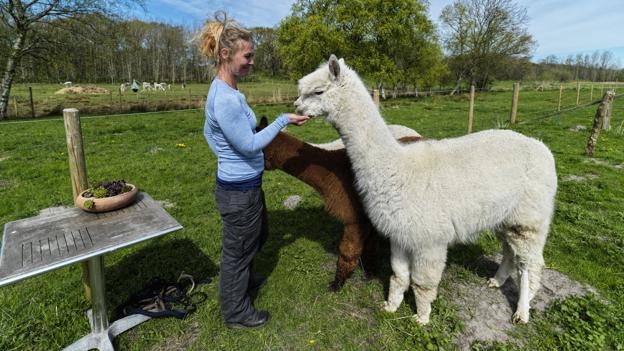 Udover at avle og sælge ulden tilbyder Lise Drastrup også gåture med alpacaerne. Hun kalder det Walk 'n talks, og det koster 200 kroner. Foto: Martél Andersen <i>Foto: Martél Andersen</i>