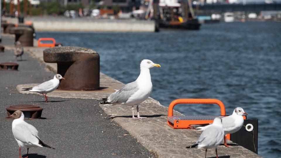 Mågesituationen er ganske særlig i år, og det skyldes en faktor, der intet har med måger at gøre. Foto: Claus Søndberg