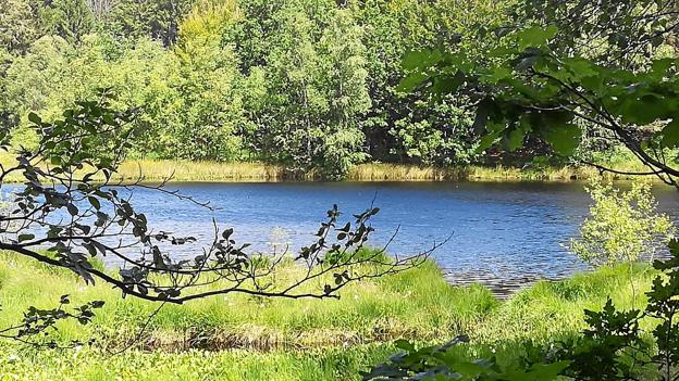Sømosen set fra jordhøjde. Privatfoto