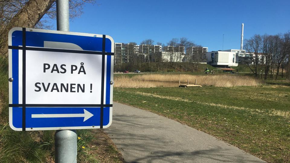 Den aggresive svane hærger lige nu området omkring soppedammen i Folkeparken. Foto: Ole Fink Mejlgaard