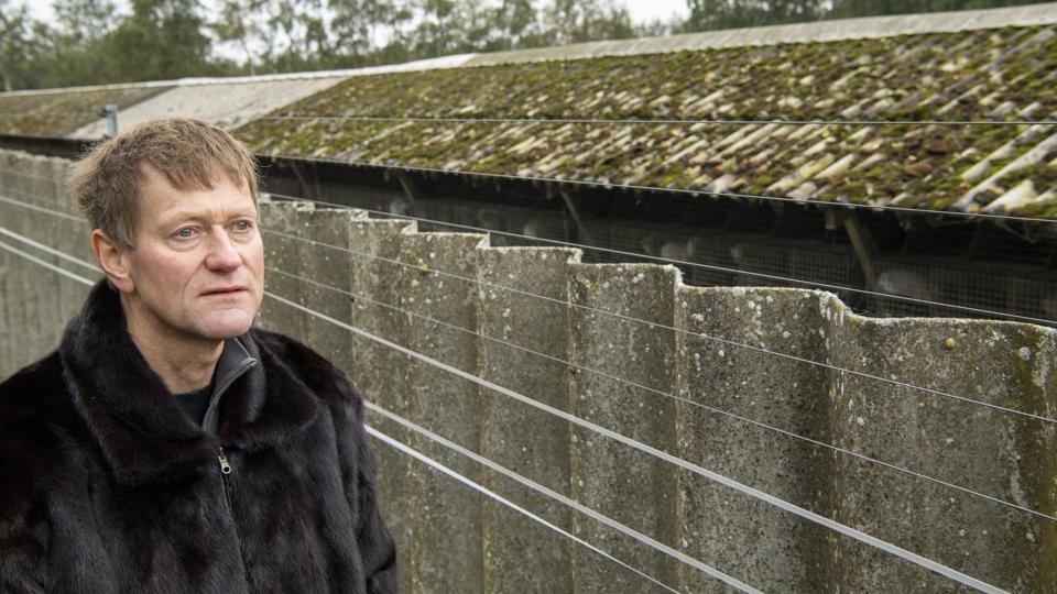Minkavler Bjarne Pedersen er optimistisk og regner med at have en ny avlsbesætning klar i slutningen af vinterhalvåret. Foto: Kim Dahl Hansen