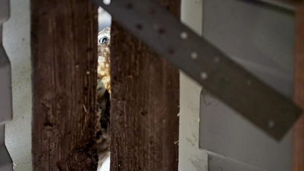 Truet fugleart: Sjælden ugle har skabt base i Fræer
