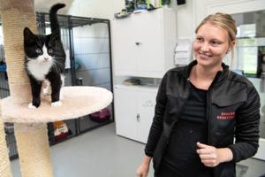 Kattejammer: Alt optaget på dyreinternatet - misserne må dele værelse