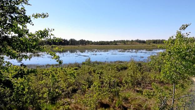 Små skovsøer, her Foldgårdsøen, bryder monotien i klitplantagen. Privatfoto