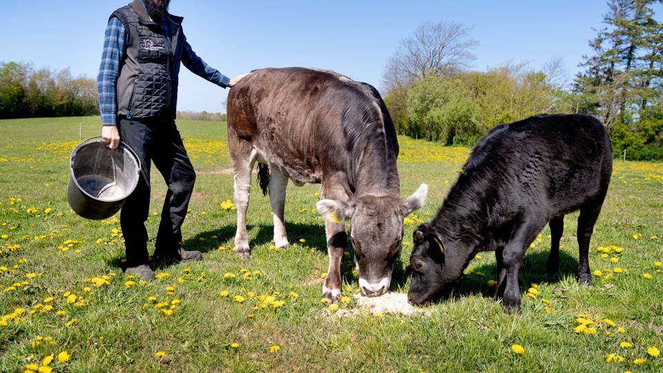 Emil Bjerregaard forstår ikke, at der bliver importeret oksekød fra bl.a. Argentina, når danske producenter kan levere rigeligt med kød. Foto: Torben Hansen